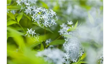 Gartenbaumschule Becker