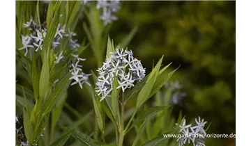 Gartenbaumschule Becker
