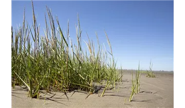 Gartenbaumschule Becker