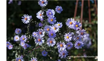 Gartenbaumschule Becker