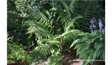 Gartenbaumschule Becker