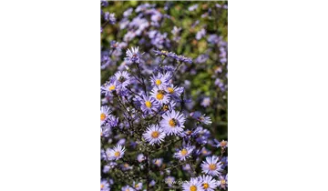 Gartenbaumschule Becker