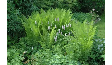 Gartenbaumschule Becker