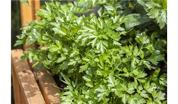 Gartenbaumschule Becker