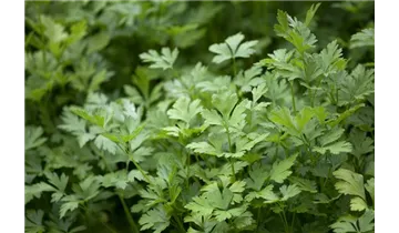 Gartenbaumschule Becker