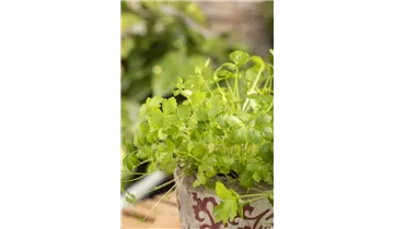 Gartenbaumschule Becker