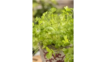 Gartenbaumschule Becker