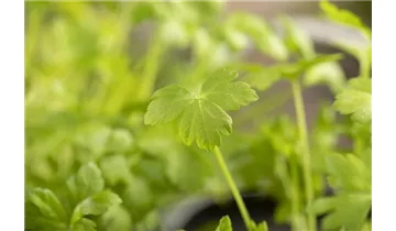 Gartenbaumschule Becker