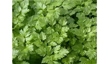 Gartenbaumschule Becker