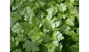 Gartenbaumschule Becker