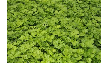 Gartenbaumschule Becker