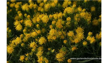 Gartenbaumschule Becker