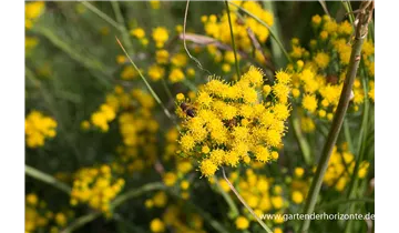 Gartenbaumschule Becker