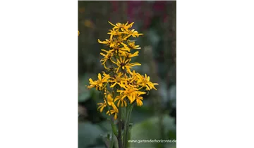 Gartenbaumschule Becker
