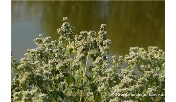 Gartenbaumschule Becker