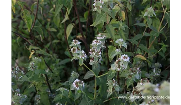 Gartenbaumschule Becker