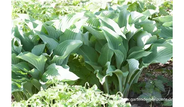 Gartenbaumschule Becker