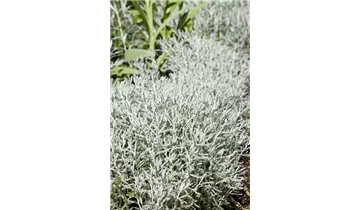 Gartenbaumschule Becker