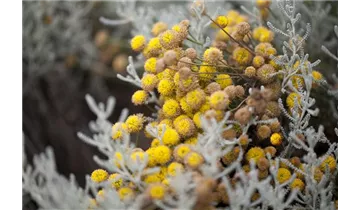 Gartenbaumschule Becker