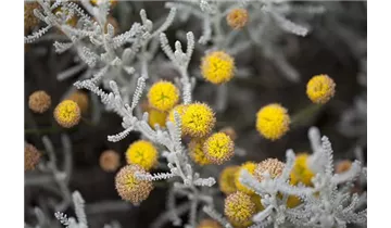 Gartenbaumschule Becker