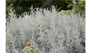 Gartenbaumschule Becker