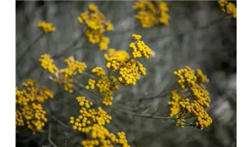 Gartenbaumschule Becker