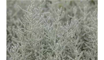 Gartenbaumschule Becker