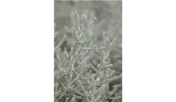 Gartenbaumschule Becker