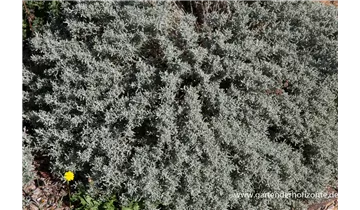 Gartenbaumschule Becker