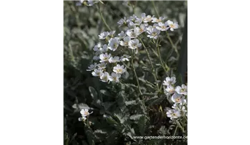 Gartenbaumschule Becker