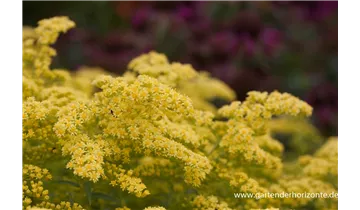 Gartenbaumschule Becker
