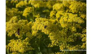 Gartenbaumschule Becker