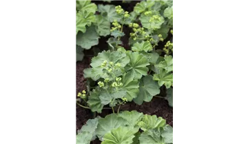 Gartenbaumschule Becker