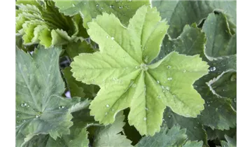 Gartenbaumschule Becker