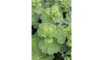 Gartenbaumschule Becker