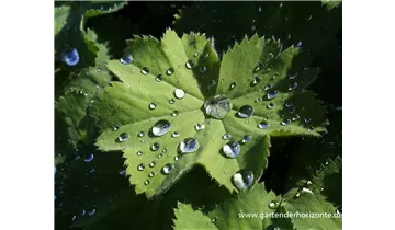 Gartenbaumschule Becker