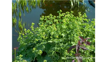 Gartenbaumschule Becker