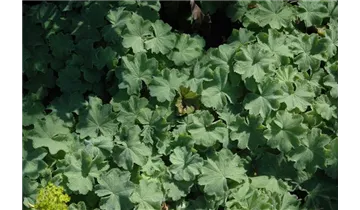 Gartenbaumschule Becker