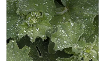 Gartenbaumschule Becker