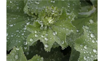 Gartenbaumschule Becker