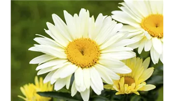 Gartenbaumschule Becker