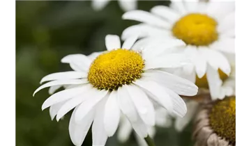 Gartenbaumschule Becker
