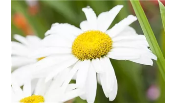 Gartenbaumschule Becker