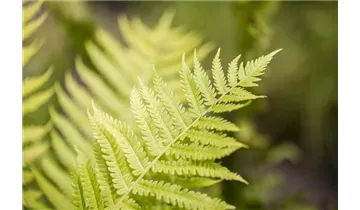 Gartenbaumschule Becker