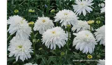 Gartenbaumschule Becker