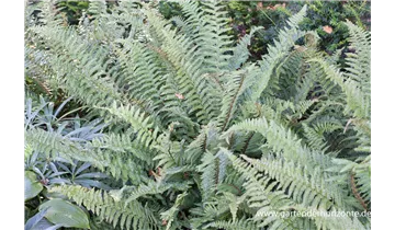 Gartenbaumschule Becker