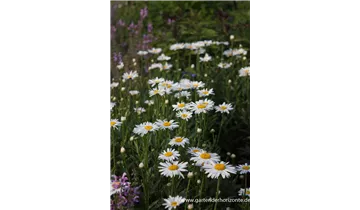 Gartenbaumschule Becker