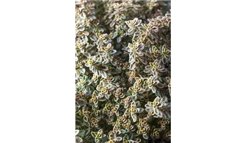 Gartenbaumschule Becker