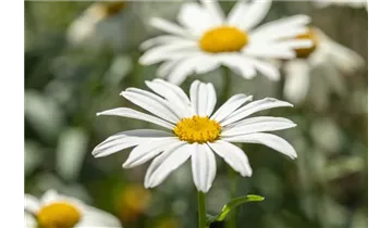 Gartenbaumschule Becker