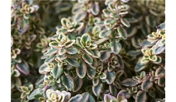 Gartenbaumschule Becker